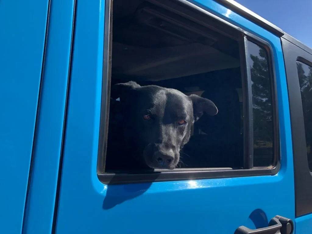 How to Take Your Dog Four Wheeling