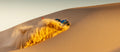 Glamis, CA | Best of Glamis | December 11-13, 2026